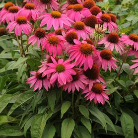 Echinacea purpurea POW WOW™ Wild Berry