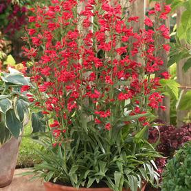 Penstemon schmidel Red Riding Hood