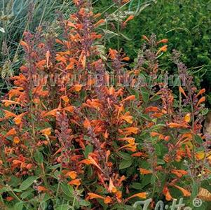 Agastache aurantiaca-hybrid Tango