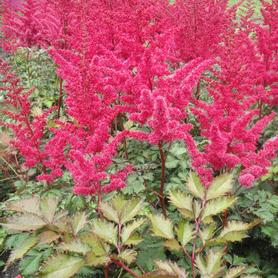 Astilbe chinensis Mighty™ Red Quin
