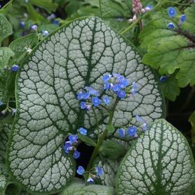 Brunnera macrophylla Sea Heart