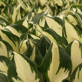 Hosta Reversed Patriot