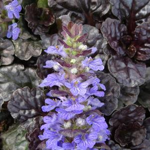 Ajuga reptans Black Scallop