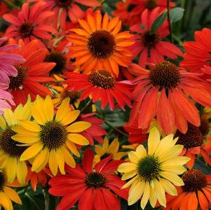 Echinacea Cheyenne Spirit