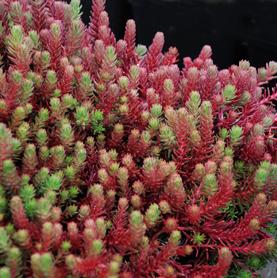 Sedum Low Growing/Ground Cover ochroleucum Red Wiggle