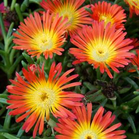 Delosperma WOW® Fire Wonder