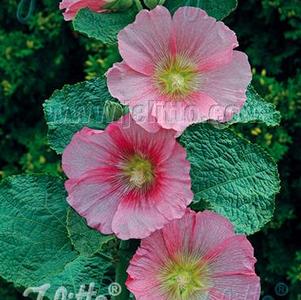 Alcea rosea Spotlight™ Radiant Rose