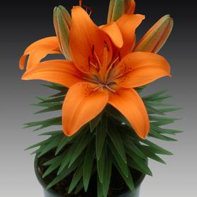 Lilium - Asiatic Pot Lily Looks™ Tiny Invader
