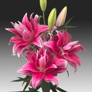 Lilium - Oriental Lily Double Flowering Roselily™ Thalita