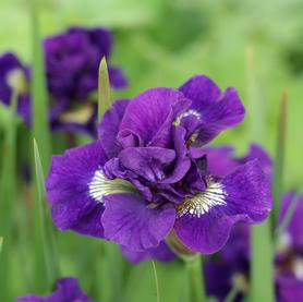 Iris siberica Kaboom