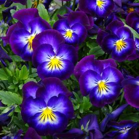 Viola cornuta Halo Violet