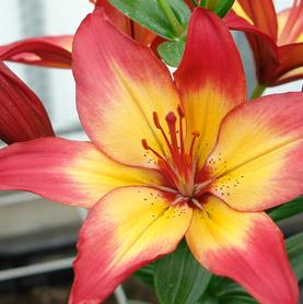 Lilium - Asiatic Lily Heartstrings®