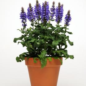 Salvia nemorosa Marvel Series Blue Marvel