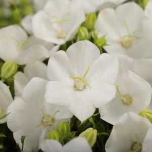 Campanula carpatica Rapido White