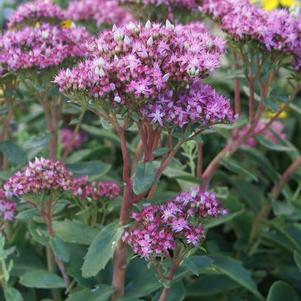 Sedum Tall Upright Clumping Munstead Dark Red