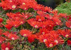 Delosperma Red Mountain® Flame Ice