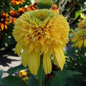Echinacea purpurea Cone-Fections™ Lemon Drop