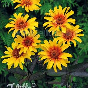 Heliopsis helianthoides var. scabra Burning Hearts