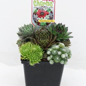 Sempervivum Chick CharmsĀ® Mixed Quart Containers