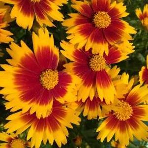 Coreopsis Uptick™ Gold and Bronze