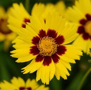 Coreopsis grandiflora SunKiss