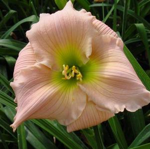 Hemerocallis Barbara Mitchell