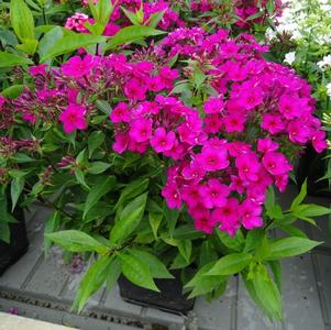 Phlox Dwarf Garden paniculata Early® Cerise