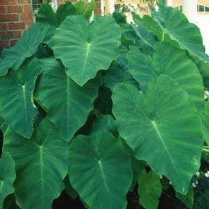 Elephant Ears - Colocasia esculenta
