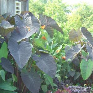 Elephant Ears - Colocasia esculenta Black Magic
