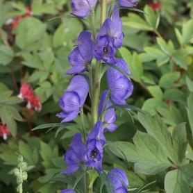 Aconitum napellus