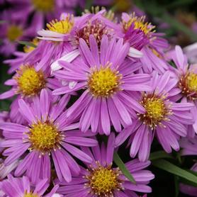 Aster dumosus Wood's Pink