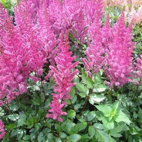 Astilbe chinensis Maggie Daley